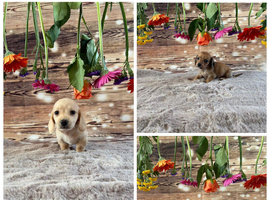 Tiny dachshunds available.