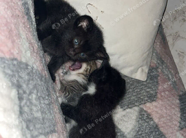 1 tabby, 2 tuxedos & 1 all black beautiful kittens.