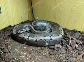 Pinstripe royal python