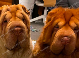 Two Shar pei boys for sale