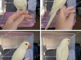 Olive and lemon creamino Indian Ringnecks babies