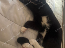 2 6 month old kitten