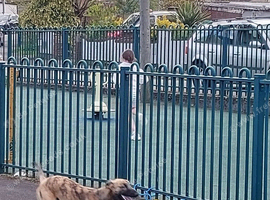beautiful whippet x salkui stud amazing colours