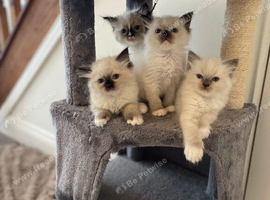 Pedigree Ragdoll Kittens