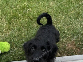 Fully Health Tested F1 Labradoodle Puppies