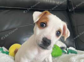 Jack Russell Puppy