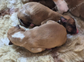 KC Reg Whippet Puppies