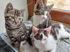 Playful kittens