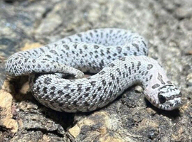 Super Arctic het Toffee Western Hognose at Birmingham Reptiles