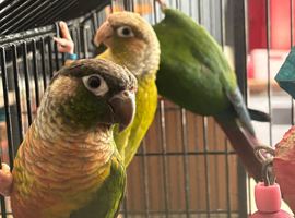 Conures for sale