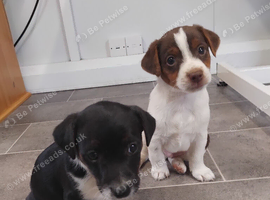 Jack Russell puppies 2 boys left
