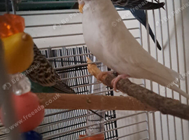 Beautiful Albino Female Budgie &ndash; 14 Months Old (Breeding Ready)