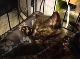 3 tortoise shell kittens for sale