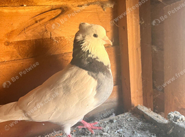 Iranian pigeon