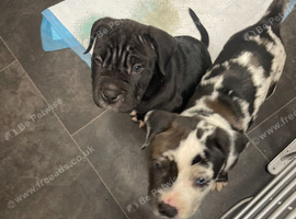Cane corso cross bully