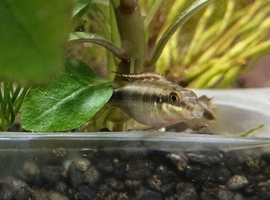FREE Tropical Fish - Kribensis