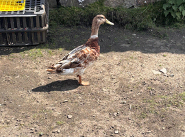 Welsh Harlequin drake for sale