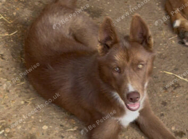 Mostly red kc reg female French import 7 months old