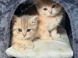 Gorgeous lilac golden and blue golden kittens