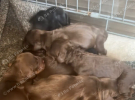 Cocker spaniel pups