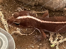 Striped African fat tailed gecko for sale