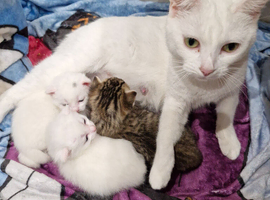 Kittens ready end of march time
