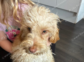 Beautiful cockapoo girl