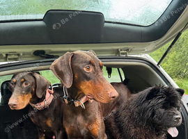 Adult Doberman