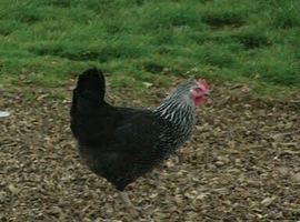 Hybrid sussex