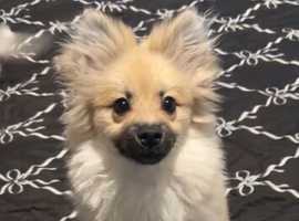 Male puppy pomeranian