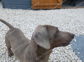 Minature dachshund