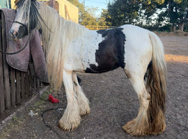 Gypsy cob