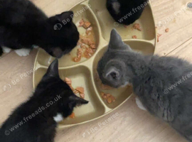 Beautiful kittens