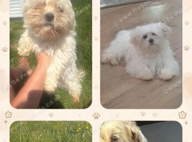Male Maltese stunning Korean maltese