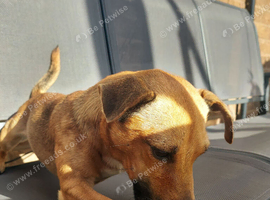 9 Month old Miniature Jack Russel looking for the forever home