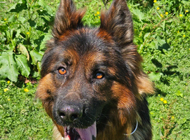 German shepherd for stud