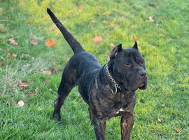 My beautiful dog for sale