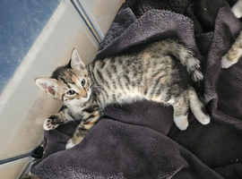 Bengal cross kitten READY NOW
