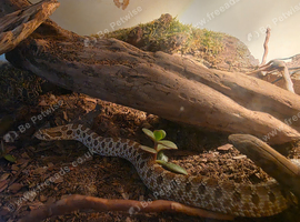 Young juvenile, western hognose snake