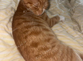 Ginger kitten
