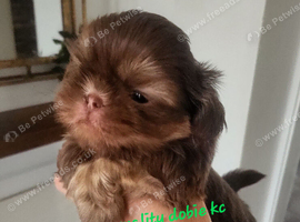 Special quality kc dobie Imperial shih tzu's