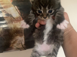 two female kittnes available