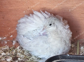 Lovely pair of button quail