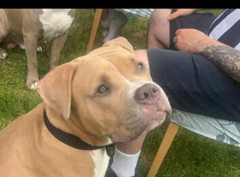 Staffi cross mastiff