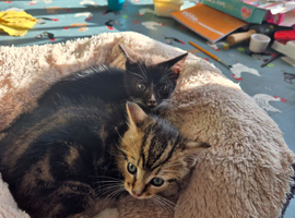 Tabby Kittens Ready now