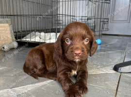 Stunning cocker spaniel puppies