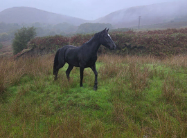 Welsh C 13hh