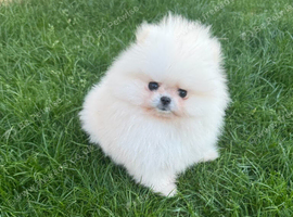 Pomeranian