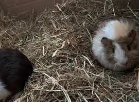 Baby guniea pigs