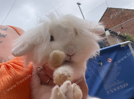 Male rabbit lion head